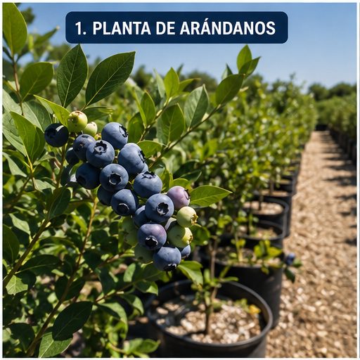 Plantación de arándanos