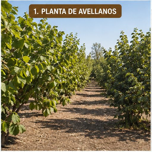 Plantación de avellano europeo