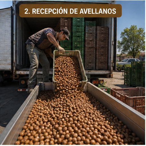 Recepción de avellanas en planta